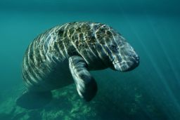 Manatees are protected by federal and state law in Florida.