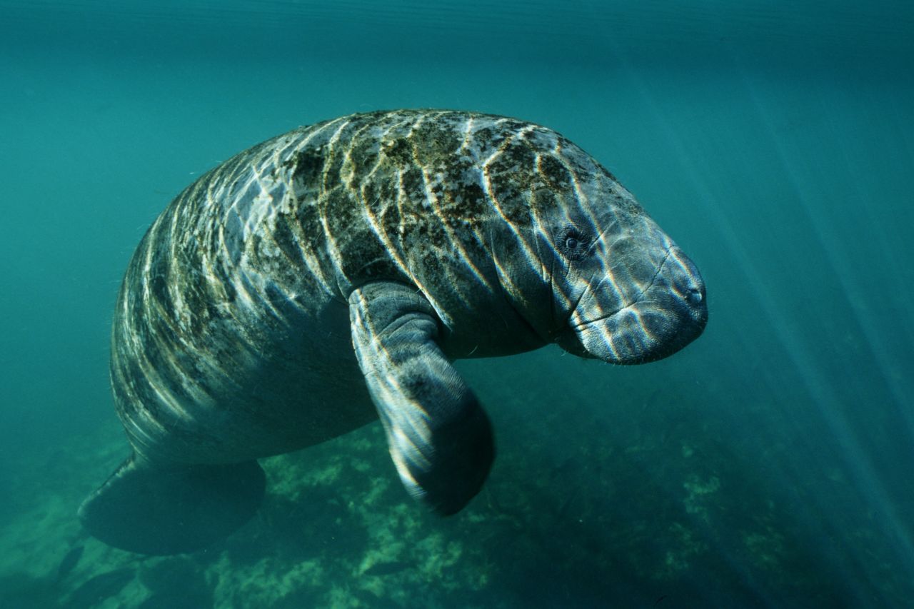 The U.S. Fish and Wildlife Service announced Tuesday, July 1, that it will consider removing the manatee from the endangered species list and moving it to the less dire "threatened" category. The West Indian manatee, which includes the Florida manatee, has been on the endangered list since 1967.