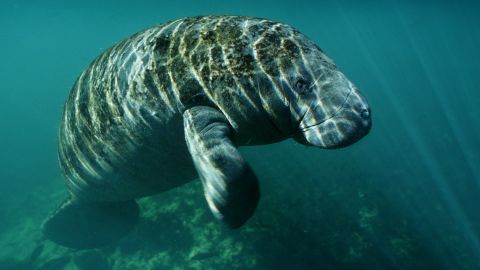 An aerial survey earlier this year had a preliminary total of 6,620 manatees in Florida.