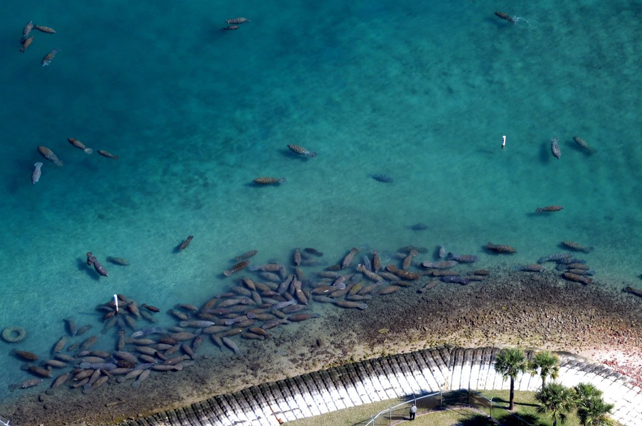 Manatees swim in warm water discharged by a power plant in Fort Lauderdale, Florida.