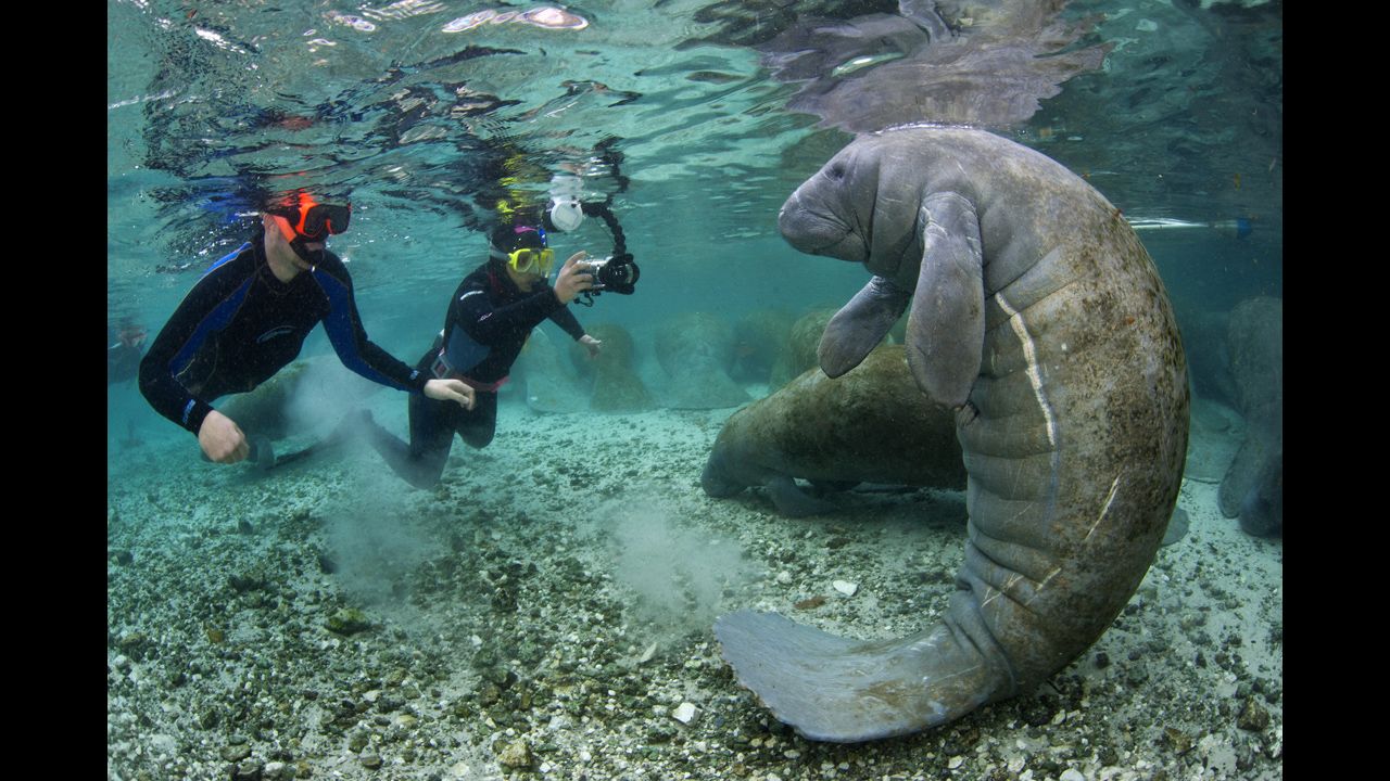 Snorkelers approach a Florida manatee in Crystal River, Florida.