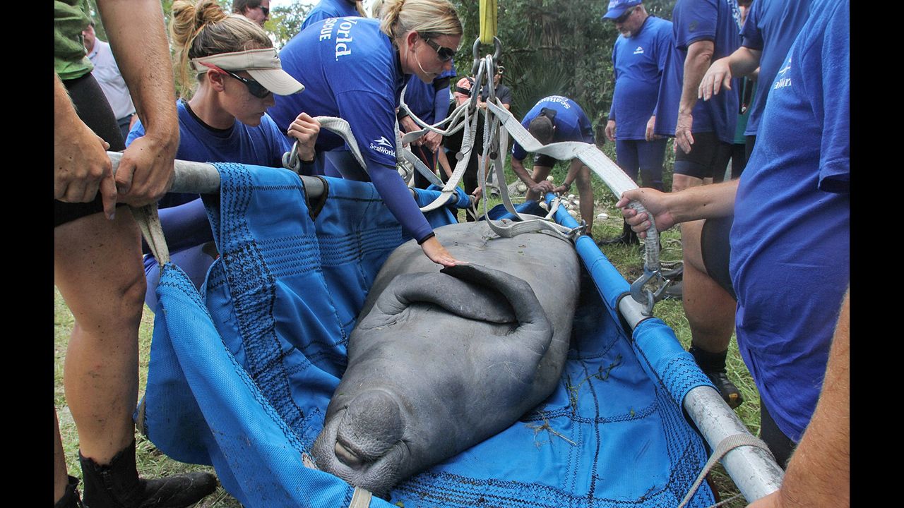Lil' Joe, a wayward manatee, was rescued in September 2012 from the Little Econlockhatchee River in Orlando. 