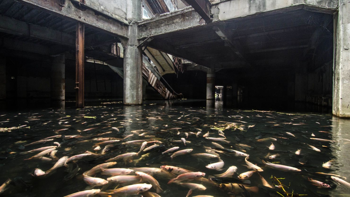 The flooded ground floor of Bangkok's abandoned New World Mall teems with fish.