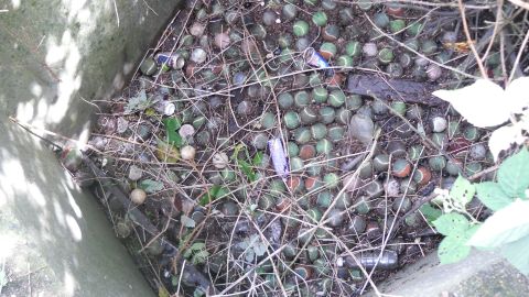 Hundreds of debris-covered tennis balls block a sewer intake