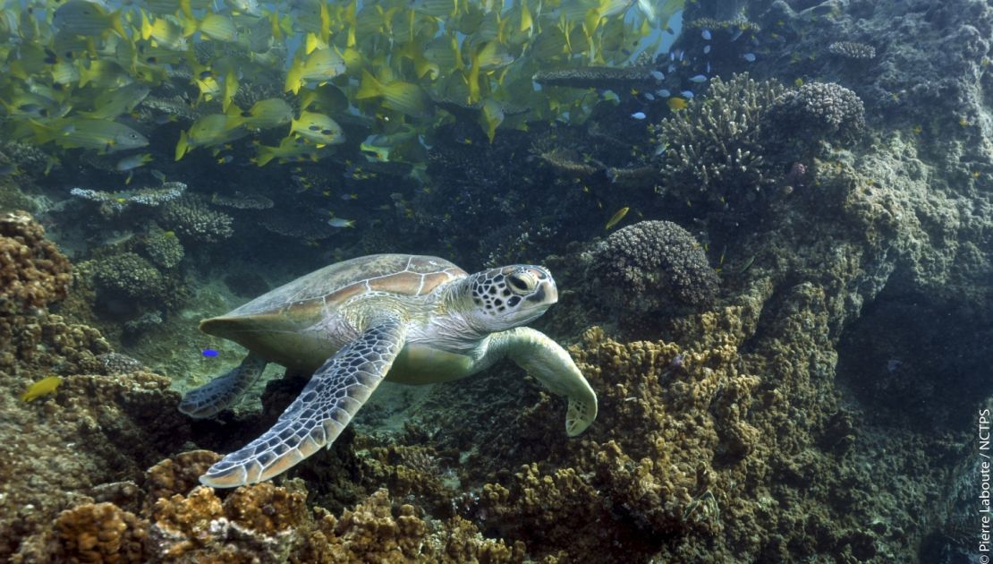 New Caledonia's rich coral creates habitat for an extraordinary number of marine species.