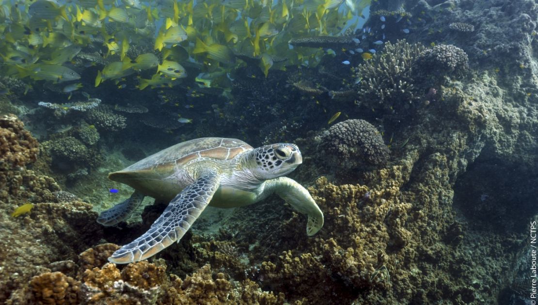 New Caledonia's rich coral creates habitat for an extraordinary number of marine species. 