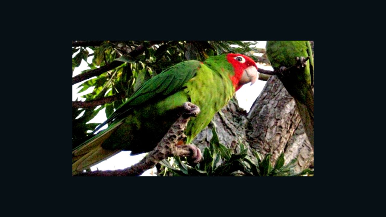 These San Francisco parrots have their own fan club.