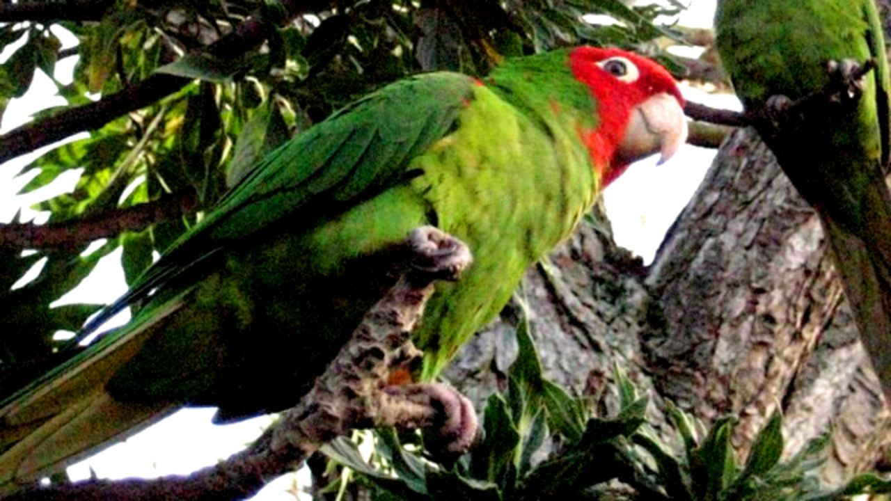 A pandemonium of approximately 200 conure parrots reside in a park in the San Francisco neighborhood of Telegraph Hill, far from their native home in South America. They have their own fan club and are written about in many travel guides. 