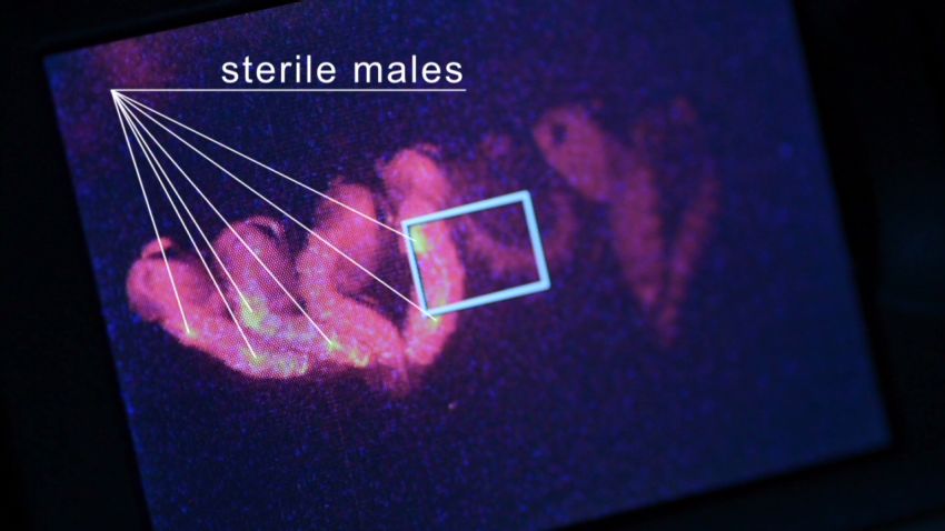 spc make create innovate genetic modification_00021128.jpg