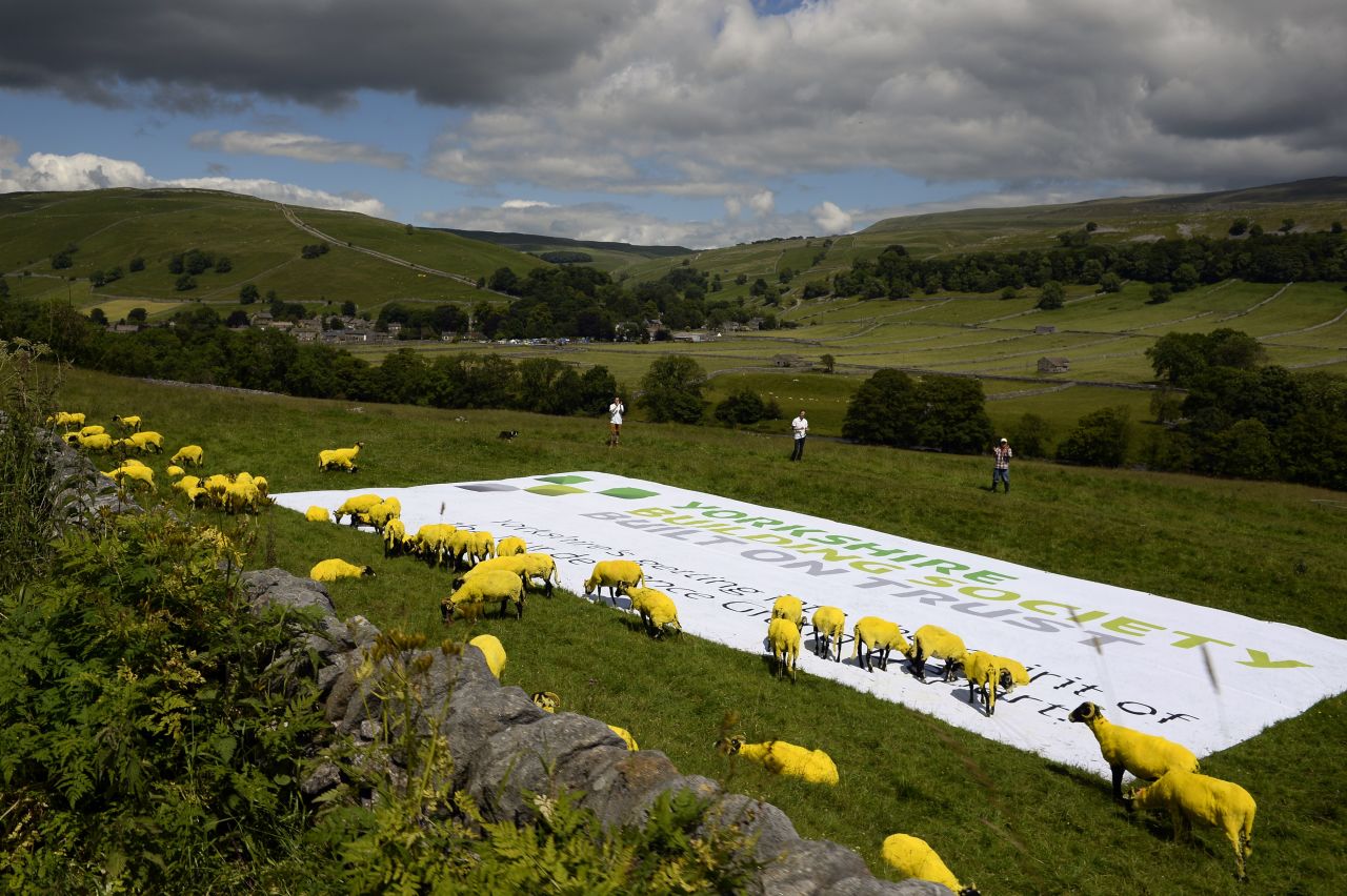 Sheep painted yellow in honor of the tour could be seen along the 190.5km route between Leeds and Harrogate. 
