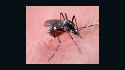 Female Aedes mosquito feeding