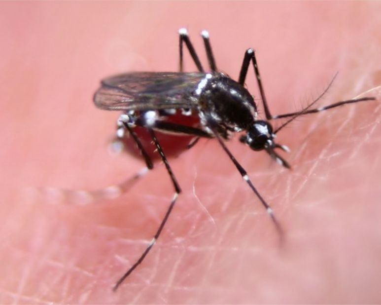 Female Aedes mosquito feeding