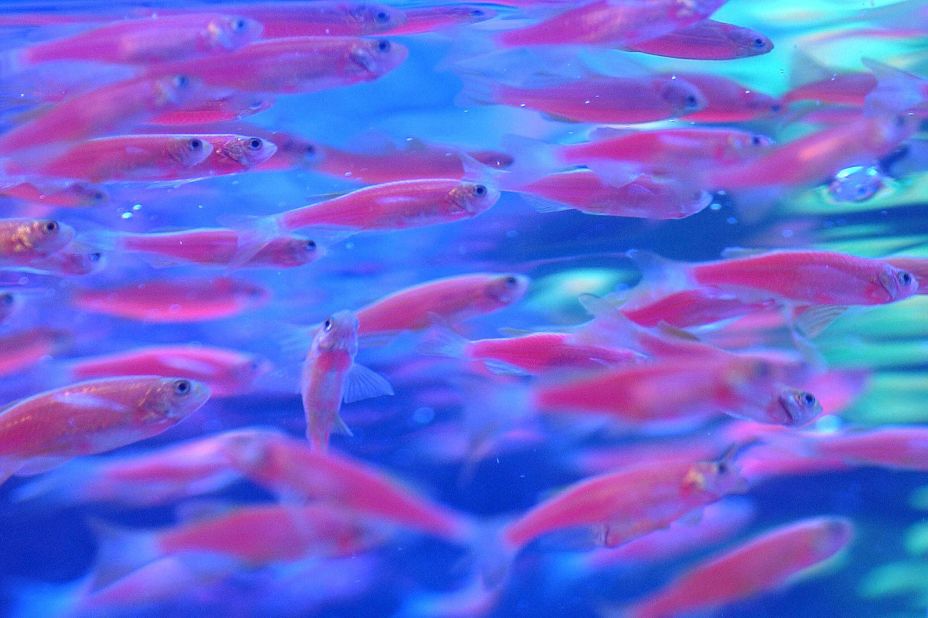 Transgenic neon fish, a novelty pet on offer in Taiwan
