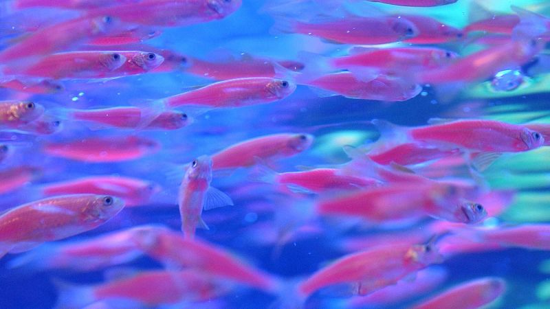NextImg:Cool and creepy genetically modified animals | CNN Business