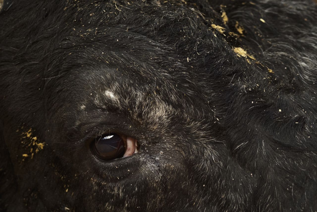 A bull is seen in the arena during a bullfight on July 7.