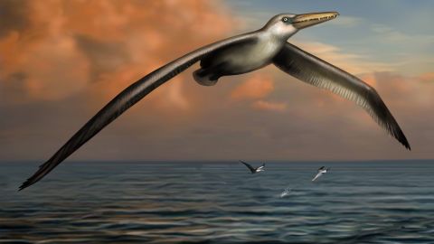 This image shows a reconstruction image of the world's largest-ever flying bird, Pelagornis sandersi. 