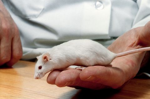 The transgenic mouse (one with alien genes introduced into its DNA) was the first animal to be granted a patent by the US Patent Office.