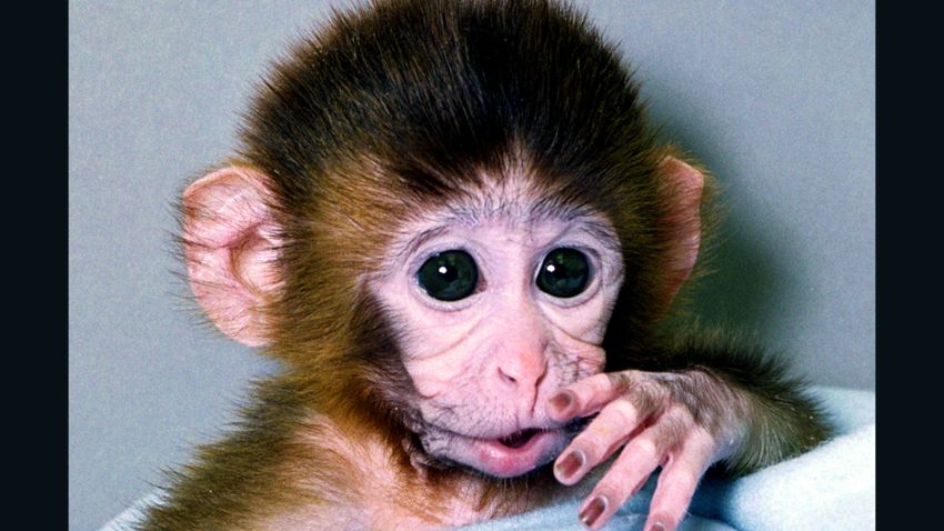 ANDi is the world's first genetically modified primate.
