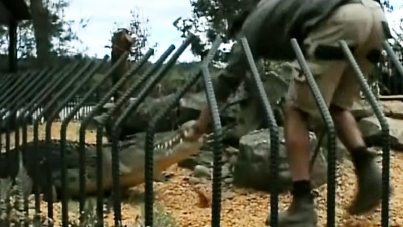 crocodile attack human video