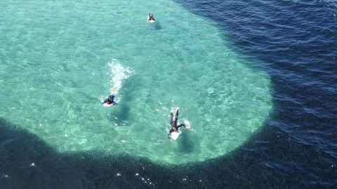 Surfers paddle near the dark anchovy cloud