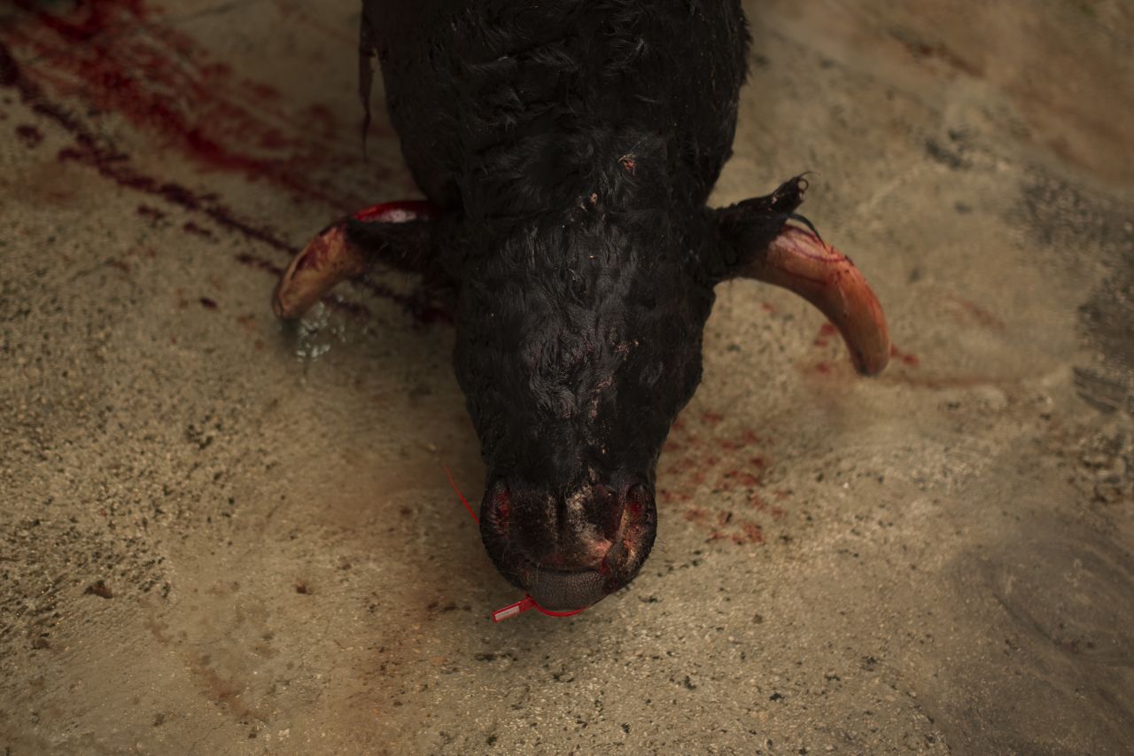 A worker carries a dead bull on July 9.