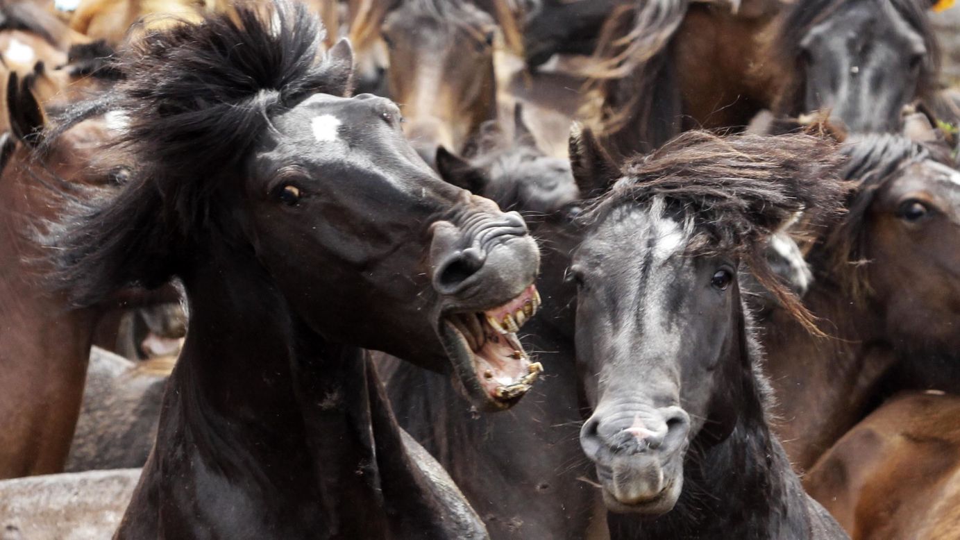 Two horses fight Sunday, July 6, during the Rapa das Bestas, or shearing of the beasts, in Sabucedo, Spain. During the four-day festival, wild horses are rounded up and wrestled to the ground to have their manes and tails sheared.