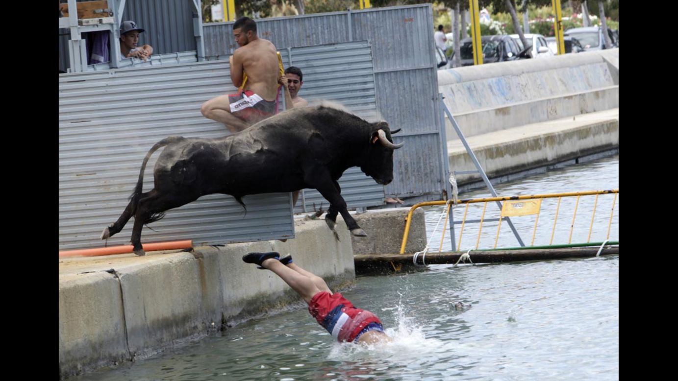 A bull chasing a reveler jumps into the sea Monday, July 7, during the Bous a la Mar (Bulls to the Sea) festival in Denia, Spain. During this festival, revelers provoke bulls to chase them until they both fall into sea. The bulls are then rescued and towed to safety by small boats.