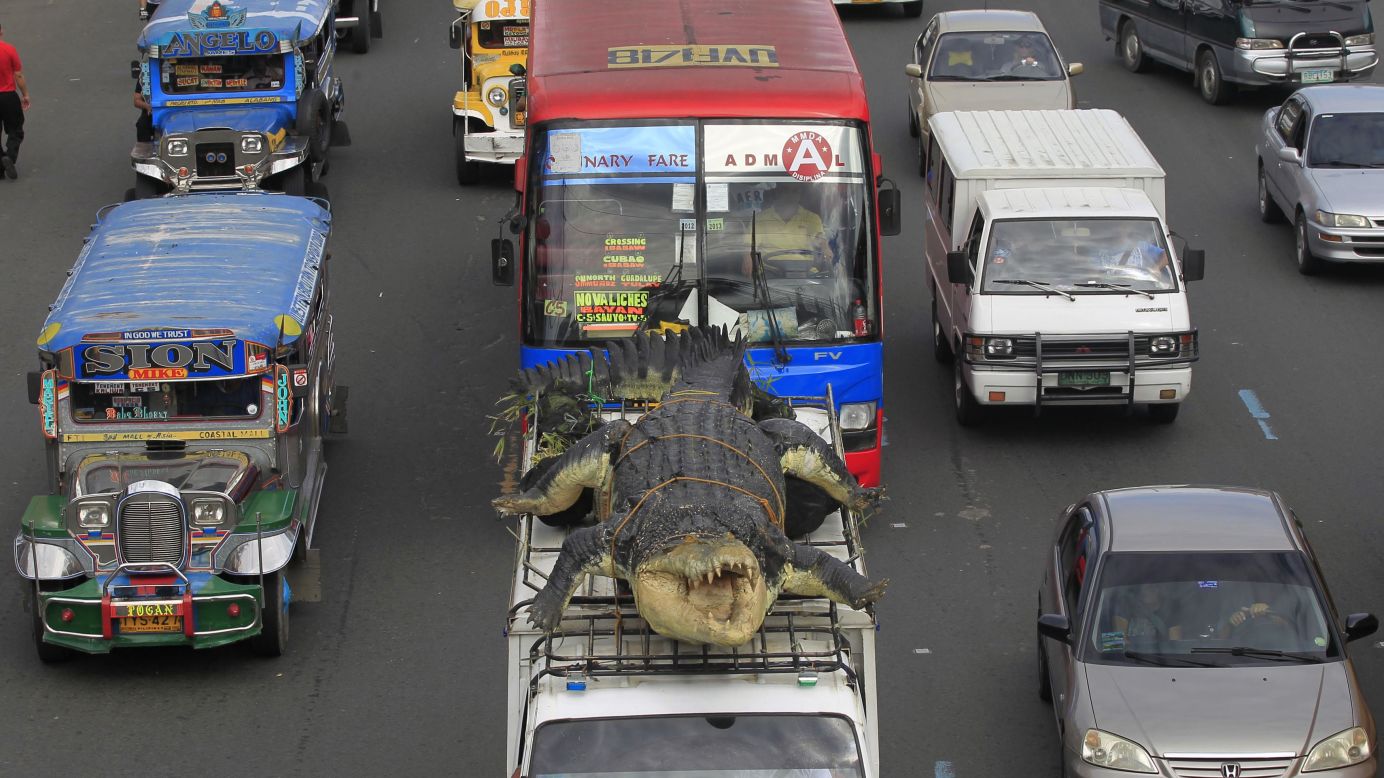 A 21-foot crocodile robot is strapped on top of a van as it is transported to the Davao Crocodile Park in Pasay, Philippines, on Saturday, July 5.