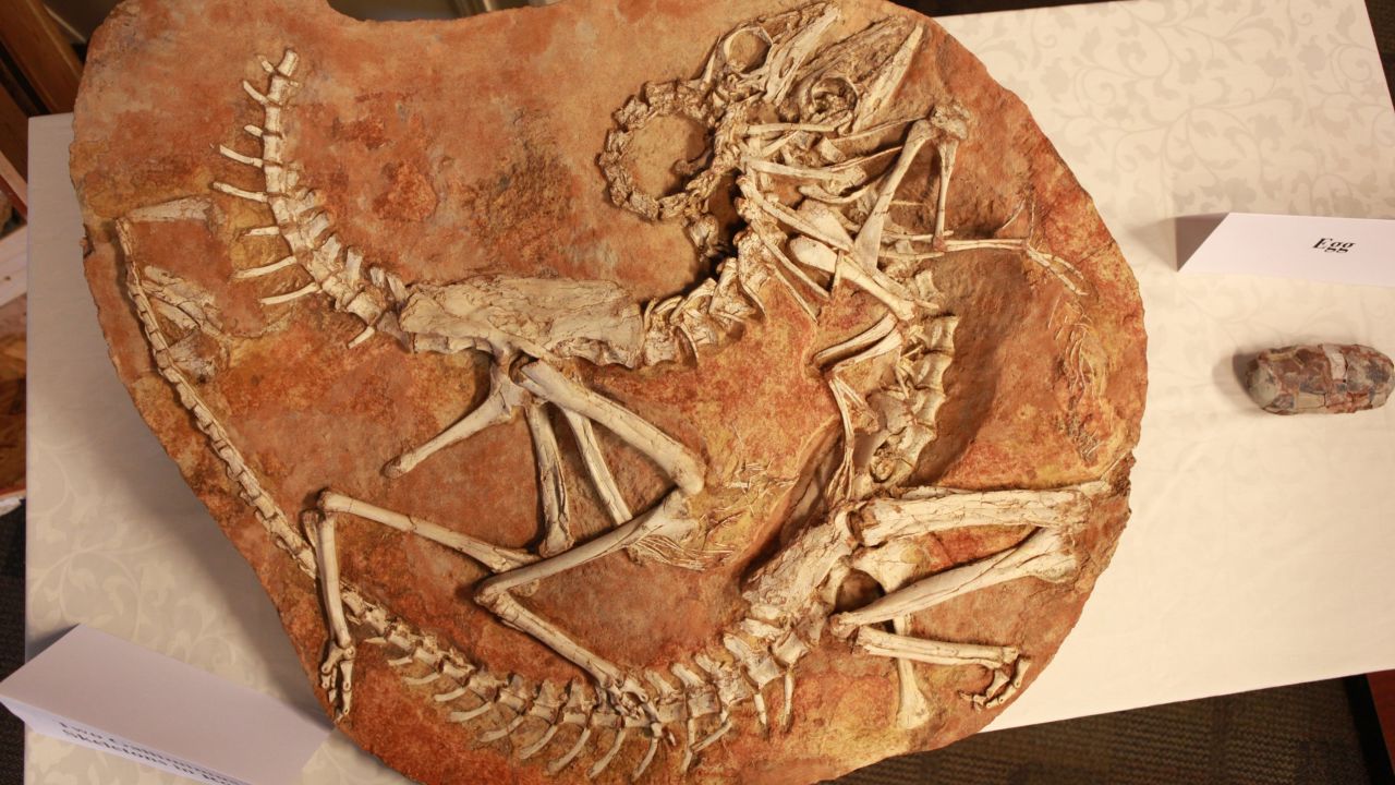Dinosaur skeletons illegally smuggled in to the United States have been turned over to the Mongolian government.