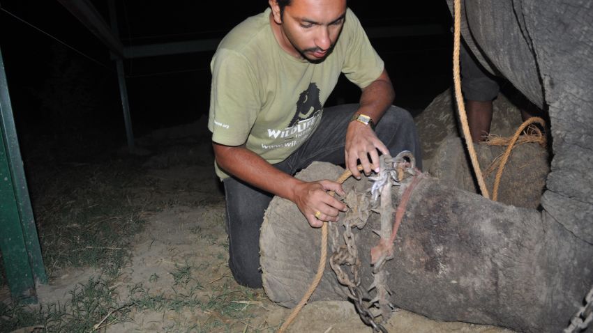 Wildlife SOS rescues Raju the elephant after being chained for 50 years.