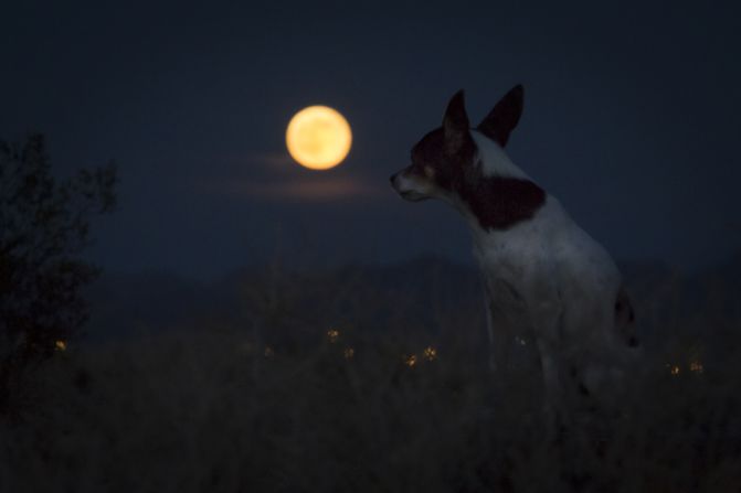 <a href="index.php?page=&url=http%3A%2F%2Fireport.cnn.com%2Fdocs%2FDOC-1152178">Homer Liwag</a> and his dog Sake sat in the desert in Las Vegas, Nevada, waiting for the supermoon. "This supermoon was striking as usual," he said.