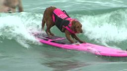 mxp dog surfing contest KGTV _00004926.jpg