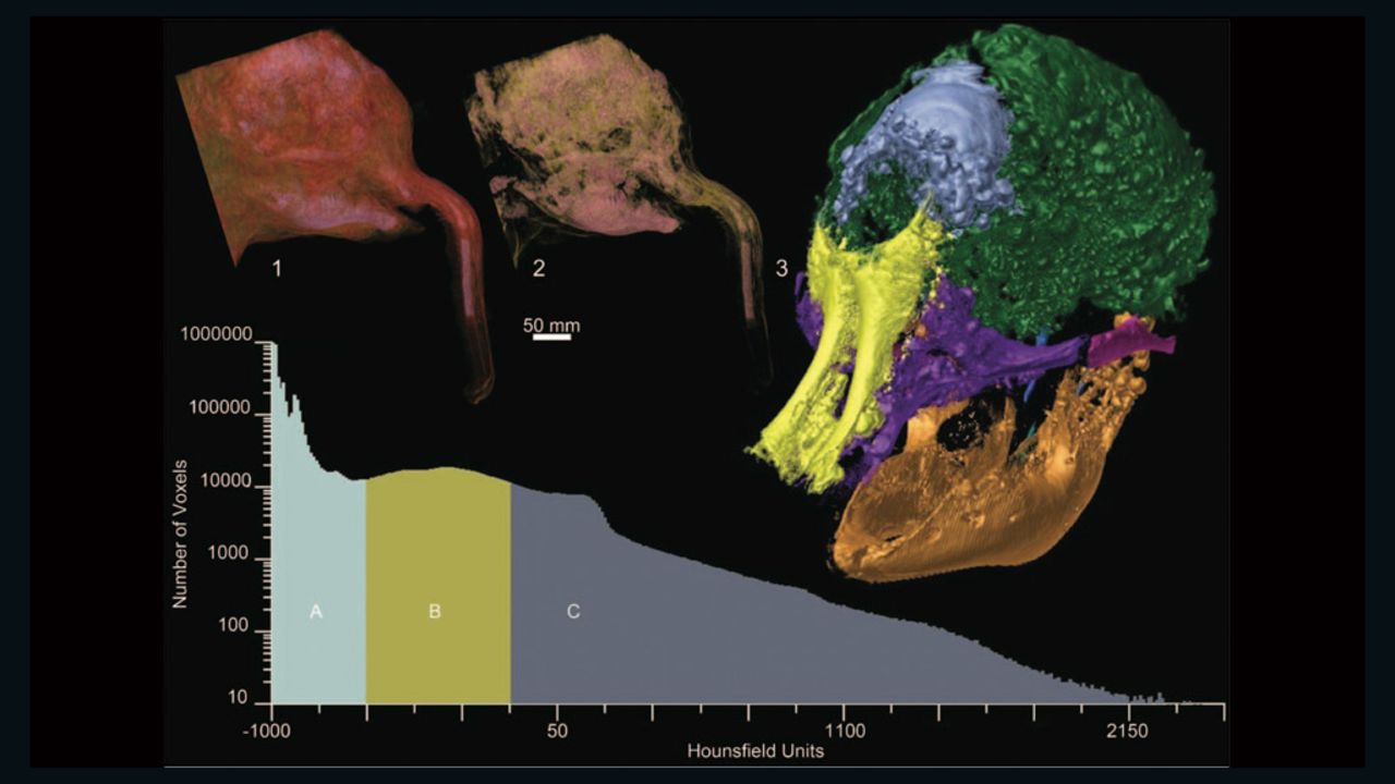 Computed tomography uses x-rays to measure varying densities in solid objects. Scientists can then strip away different layers by removing certain density values. The leftmost image shows Lyuba's bare skin, the middle removes fat, muscle, and skin, and the large image on the right is bone and mineral deposits.  