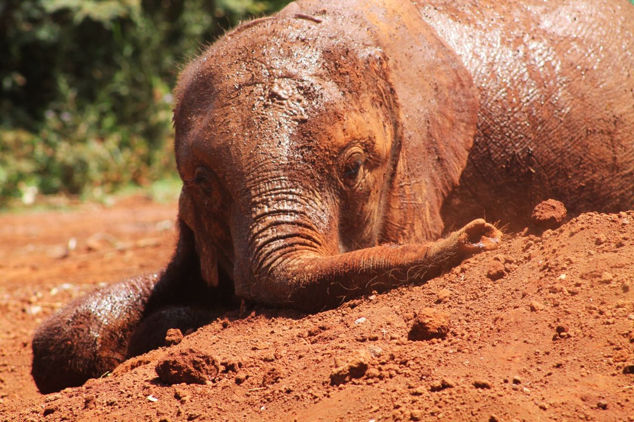 This<a href="http://ireport.cnn.com/docs/DOC-1149803"> muddy elephant</a> is ready for bath time at his orphanage in Nairobi, Kenya.