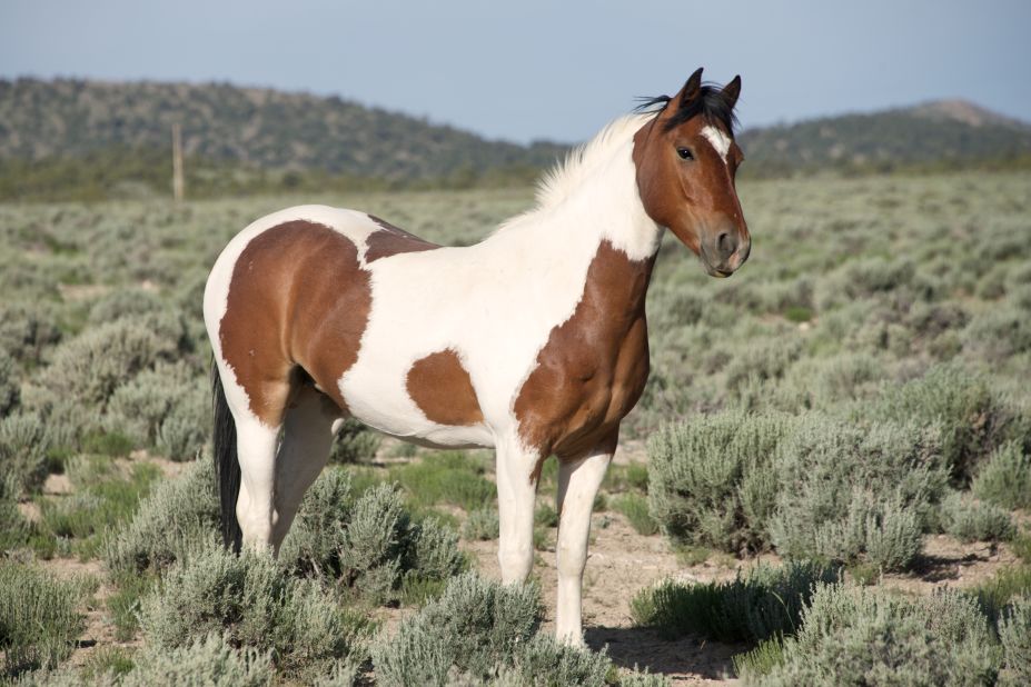 About 600 wild horses currently roam freely in a 4,000-acre enclave on the ranch.