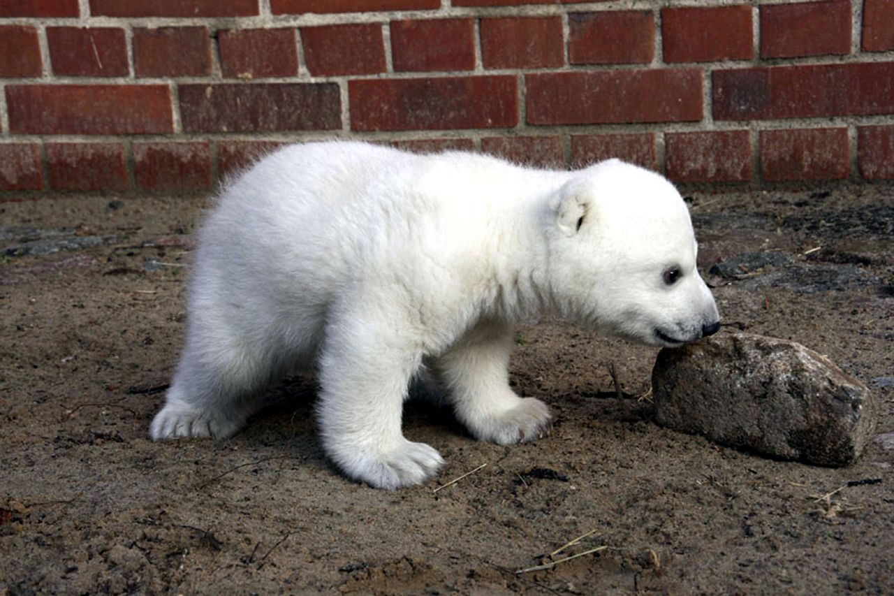 Berlin Zoo's polar bear Knut inspired "Knutmania" around the world and even graced the cover of "Vanity Fair" magazine with Leonardo DiCaprio. He moved on to the great ice floe in the sky in 2011. 