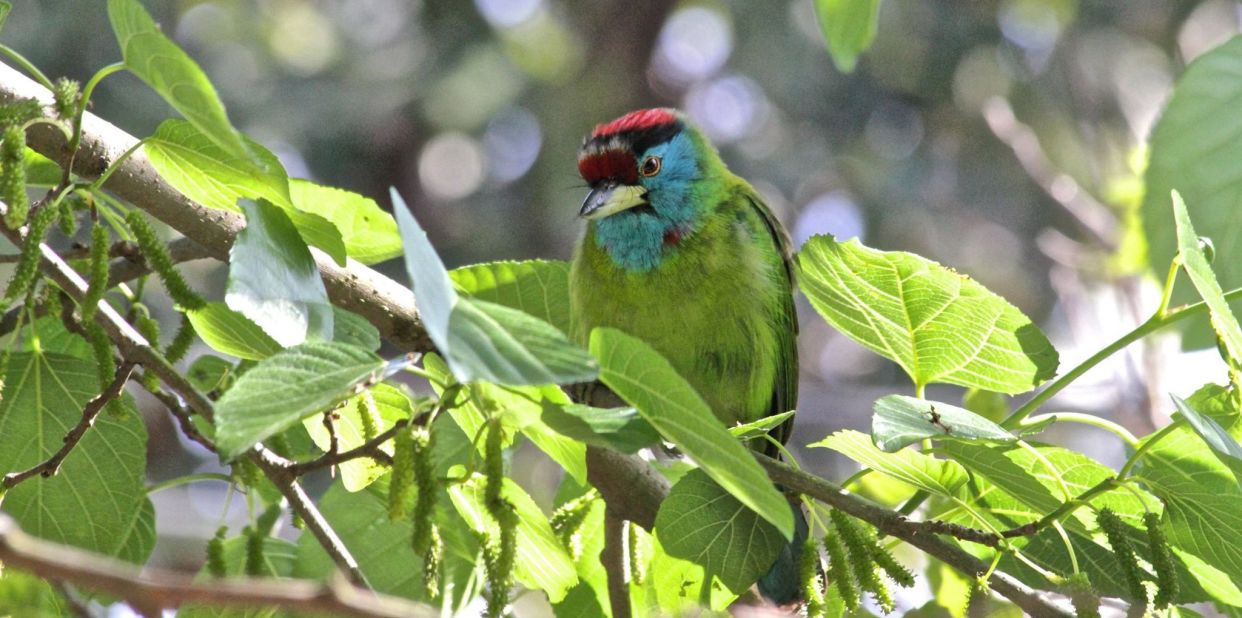 Basunti and the surrounding area are great places for birdwatching. More than 420 species are found in the area. 