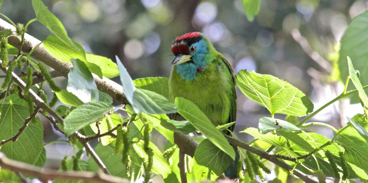 The Kangra Valley has more than 420 species of birds. 