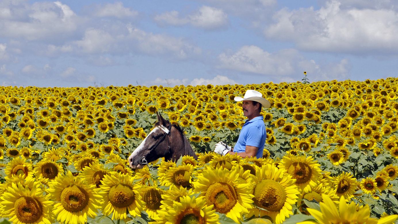 Bob Grutza rides on horseback through a field of sunflowers on his property near Maysville, Kentucky, on Tuesday, July 15.