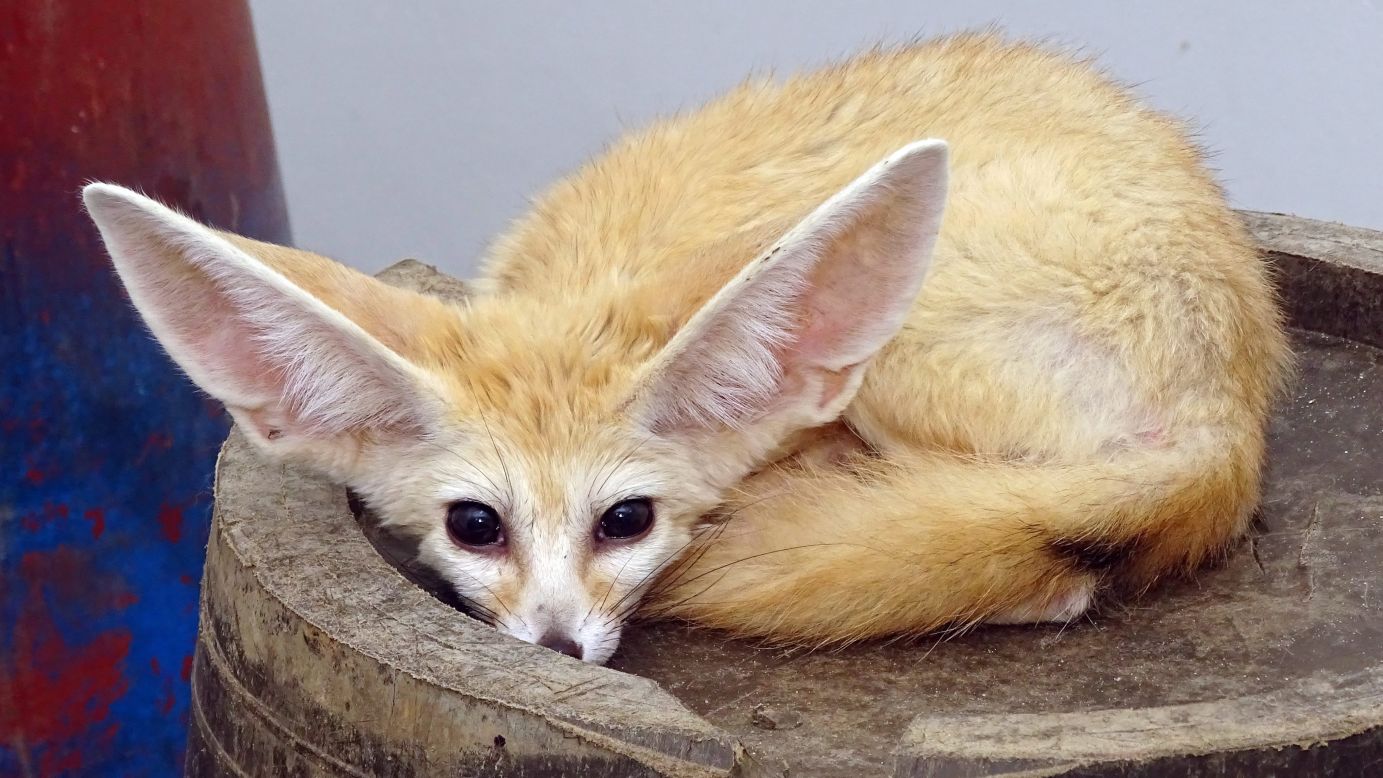 A desert fox is seen at a park in Ulsan, South Korea, on Monday, July 14. The animal was confiscated from a smuggler who was detained for illegally bringing the rare animal into the country from Sudan.