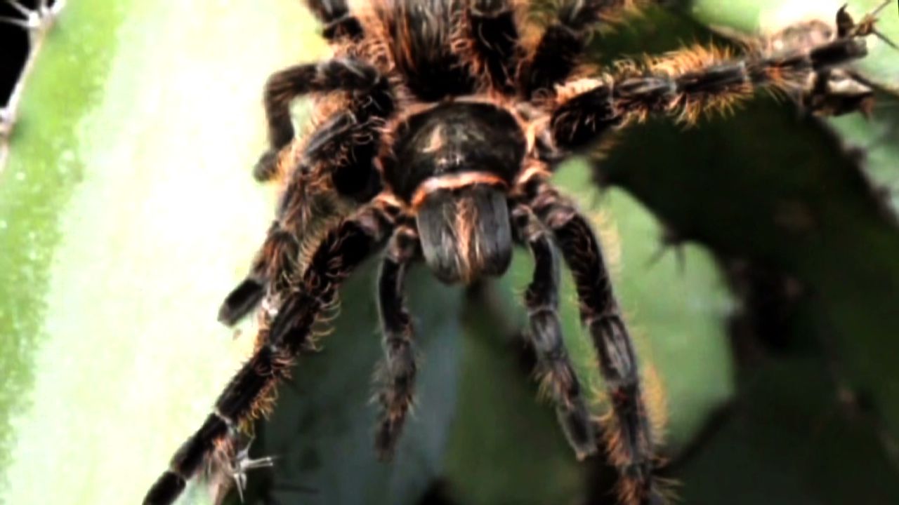 How would you like to spot one of these crawling around during your flight? Delta put passengers on another plane after finding a tarantula in the cargo hold of an aircraft before takeoff. 
