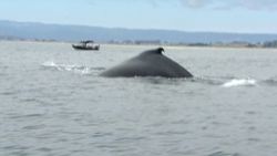 dnt humpback whales boaters_00003103.jpg