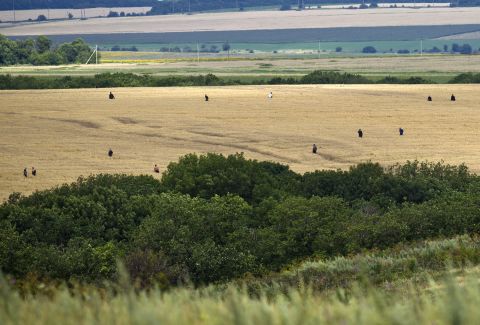 People search a wheat field for remains in the area of the crash site on July 20, 2014. 
