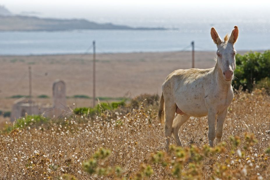Asinara is home to 650 animal species, including wild albino donkeys which freely graze the land.