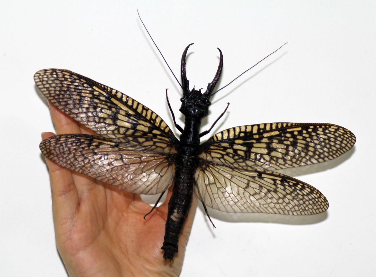 Large enough to cover the face of a human adult, this scary-looking insect is also known among entomologists as an indicator of good water quality.