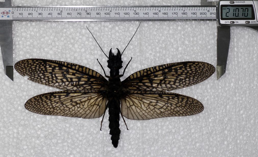 This lacewing discovered in Sichuan province, has a wingspan of 21 cm, making it the largest known aquatic insect in the world.
