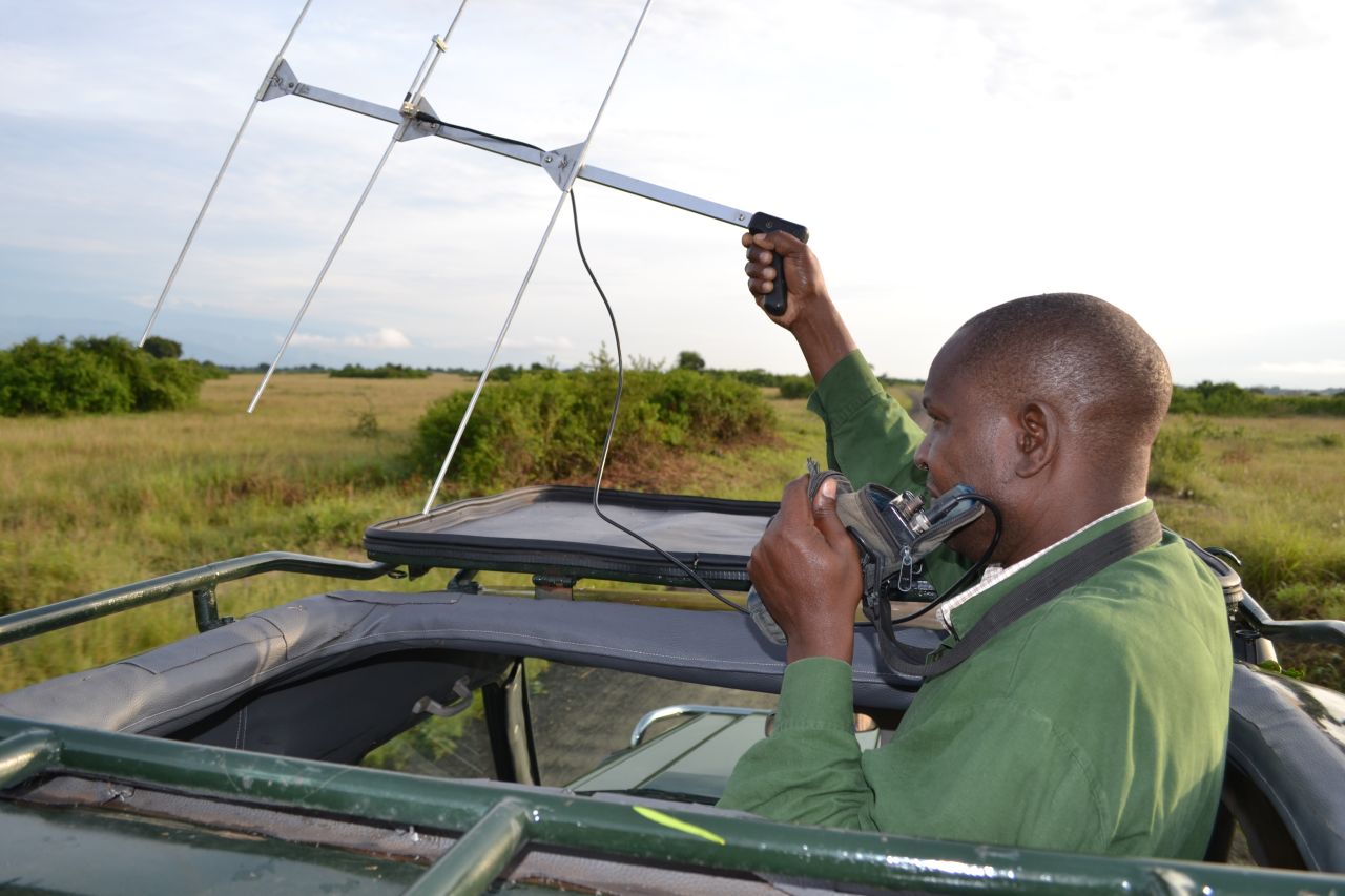 Researcher James Kalyewa raises a telemetry antenna as he tracks the whereabouts of collared lions in Uganda's Queen Elizabeth National Park.