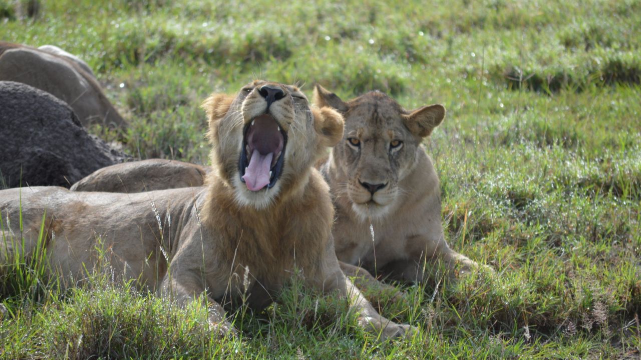 Queen Elizabeth National Park is a sanctuary for wildlife these days.