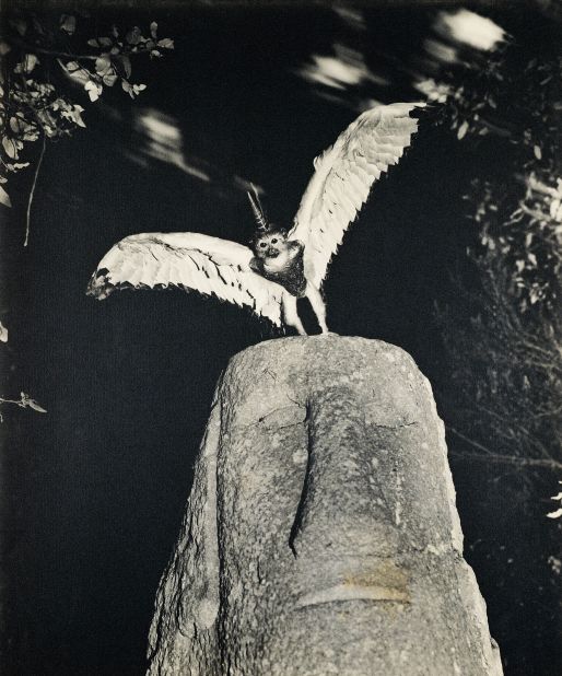 Winged goats, monkeys with unicorn horns and squirrels with snake tails - Joan Fontcuberta's imagination has stunned audiences and deceived experts. Here, a monkey with wings and a unicorn's horn, supposedly found in an archive belonging to the fictional Dr Peter Ameisenhaufen.