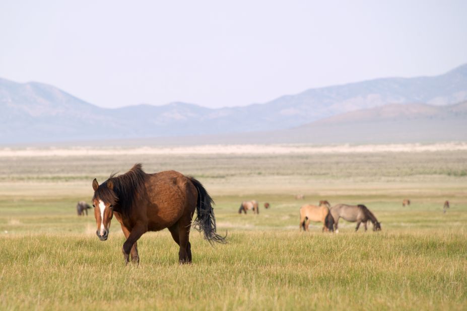 Federal protection laws aren't popular with many ranchers, who consider the horses a pest that threatens the environmental integrity of the range. 